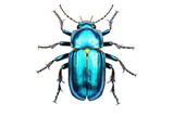 Fototapeta Motyle - Prionus Beetle Isolated on Transparent Background