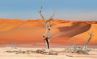 Wall Mural - Dead trees in Dead Vlei - Sossusvlei, Namib desert, Namibia