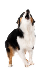 Wall Mural - Miniature American Shepherd