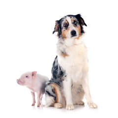 Poster - miniature pig and australian shepherd in studio