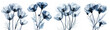 X-ray flowers on white background. 