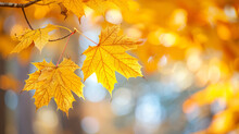 Autumn Yellow Maple Leaves