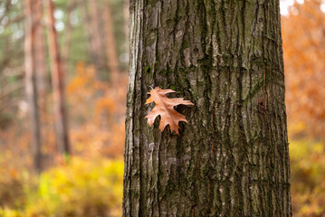 Canvas Print - Yellow oak leaf on the tree trunk. Concept of autumn weather, foliage, fall nature