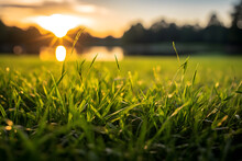 Close-up and detailed photo of field with green grass against sunset background.