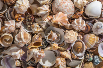 Wall Mural - beautiful Mediterranean seashells as background 11