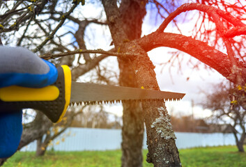 Wall Mural - Saw branch. Cut branch use branch saw. Cutting branches on apple tree use Garden saw. Trimming tree branch in rural garden. Pruning tree with clippers on backyard in village. Pruning  tools for garden