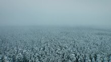Aerial View Of Forest Landscape During Frosty Winter Near Białystok, Hajnówka, And Białowieża With Mist