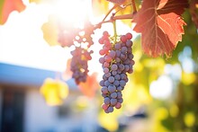 Pinot Noir Grapes On Vine In Sunlight