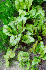 Canvas Print - Fresh beet tops in the garden. Harvest, growing vegetables in the country. Vitamins and healthy food	