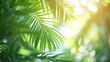 © CLOVER BACKGROUND - green palm leaf motion isolated on blurred soft bokeh light animation background in sunshine, abstract tropical vegetation backdrop concept with copy space for product presentation