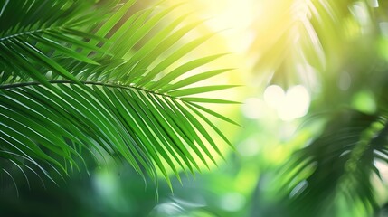  green palm leaf motion isolated on blurred soft bokeh light animation background in sunshine, abstract tropical vegetation backdrop concept with copy space for product presentation