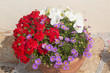 Petunia and aster flowers blooming in a flowerpot