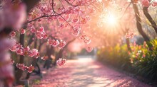 Sakura, Cherry Blossoms Flower, Garden Walkway With Beautiful Pink Sakura Full Blooming Branch Tree Background With Sunny Day In Spring Season