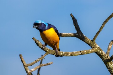 Wall Mural - Golden-rumped Euphonia (Cyanophonia cyanocephala)