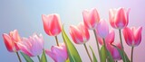 Fototapeta Tulipany - Beautiful Tulip Flowers on Blue background photo. generative AI