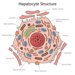Human hepatocyte liver cell structure diagram hand drawn schematic vector illustration. Medical science educational illustration