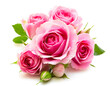 rosa rosen isoliert auf weißen Hintergrund, Freisteller 