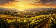 A Panoramic View Of A Vineyard At Sunset, With Rows Of Grapevines Bathed In Warm, Golden Light.