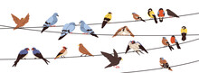 Birds Sitting On Wires, Perching On Electric Lines, Strings. Spring Feathered Animals Group Landing. Different Species Resting On Cables. Flat Graphic Vector Illustration Isolated On White Background