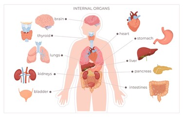 Hand drawn flat organ infographic with a human body and organ systems