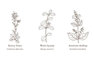 Wall Mural - Collection of edible and medicinal plants