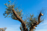Fototapeta Sawanna - photography of olive tree in field on the outskirts of Malaga Spain