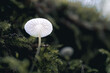 Leuchtender Pilz im Wald