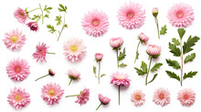 Set Collection Of Delicate Pink Chrysanthemum Flower