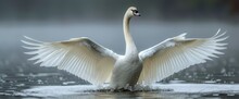 Trumpeter Swan Puts On Comical Show, HD Background, Background Banner