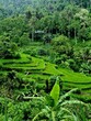 Reisfeld auf Bali im Sonnenlicht