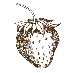 Wall Mural - Linear drawing of strawberries, imitation of engraving technique. Detailed ink drawing of a farm berry on white background. Vector illustration of environmental product design. Sketch in etching style