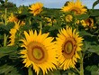 Sonnenblumen XXL