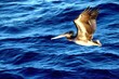 Pelikan über dem Pacific