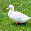 white duck on grass