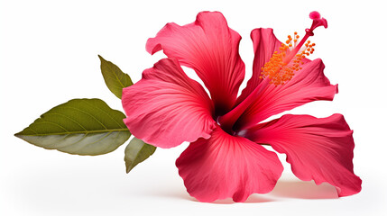 Wall Mural - Hibiscus flower close up photography. White background