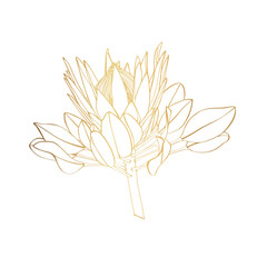 Wall Mural - Illustration of a protea flower, golden line. African exotic plant. Flower, bud in a golden line style. Design prints on clothing, paper, cards, sticker, t-shirts.