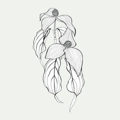 Wall Mural - Dogwood branch with flowers. Cornus florida. Line drawing illustration.