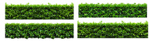 Green Hedge Or Green Leaves Wall Isolated On A White Transparent Background