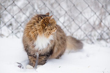 Wall Mural - fluffy beautiful cat walking outdoors in rural yard on background of white snow, pets on winter nature rural scene