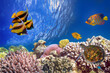 tropical fish and Hard corals in the Red Sea, Egypt