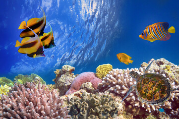 Wall Mural - tropical fish and Hard corals in the Red Sea, Egypt