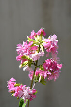 Double Pink Soapwort Flowers