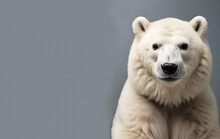 White Polar Bear Portrait With Copy Space. Horizontal Banner With Copyspace, Generative Ai
