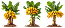 Banana Tree Isolated On Transparent Background ,generative Ai