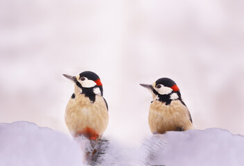 Wall Mural - A pair of woodpeckers sit among the snow and against the background of snow, looking in one direction