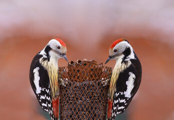 Wall Mural - Two woodpeckers sitting on one feeder with seeds...