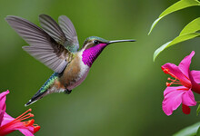 Pink Blooming Hummingbird In A Wooded Environment. Flying In A Natural Tropical Wood Habitat, Red Flower, Green Violet Ear, Colibri Thalassinus, Tapanti National Park, Costa Rica. Jungle Wildlife Scen