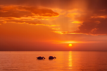 sea sunset. beautiful orange sunset with the setting sun and glare over the sea, two white swans swimming, nature concept