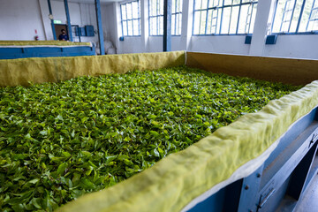 Canvas Print - Fermentation of the tea production of the tea in factory