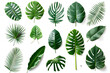 © Oksana - Collection of tropical leaves isolated on white background
